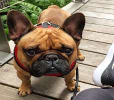 He grew up with a dog. It is a French bulldog whom he named Douglas He grew up with a dog. It is a French bulldog whom he named Douglas.